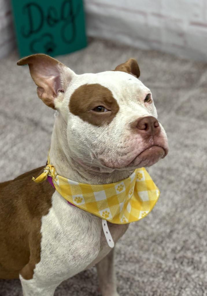 Enlarge Alice Coop, a Adoptable mixed breed in Detroit, MI image 4/6