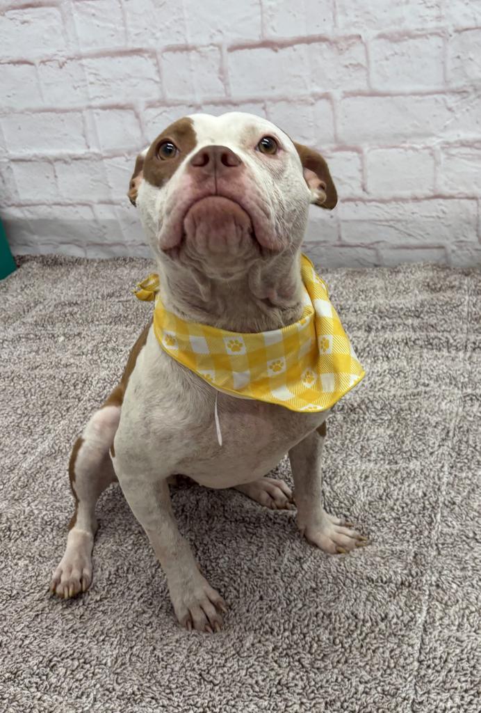 Enlarge Alice Coop, a Adoptable mixed breed in Detroit, MI image 5/6