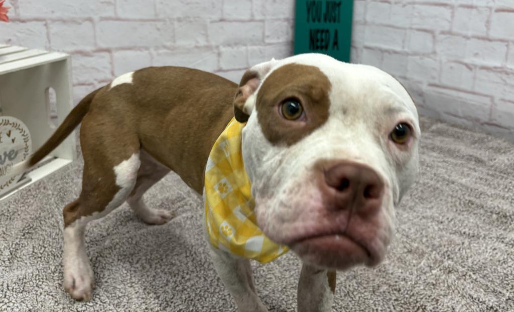 Enlarge Alice Coop, a Adoptable mixed breed in Detroit, MI image 6/6