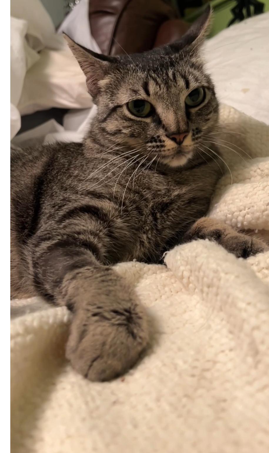 Luna-woon, Adoptable, Adult Female Domestic Short Hair & Manx.