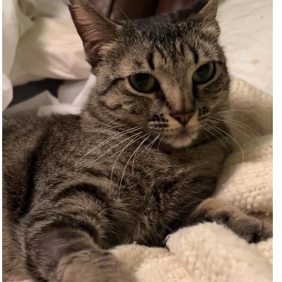 Luna-woon, a Adoptable mixed breed in North Kingstown, RI image 2/6