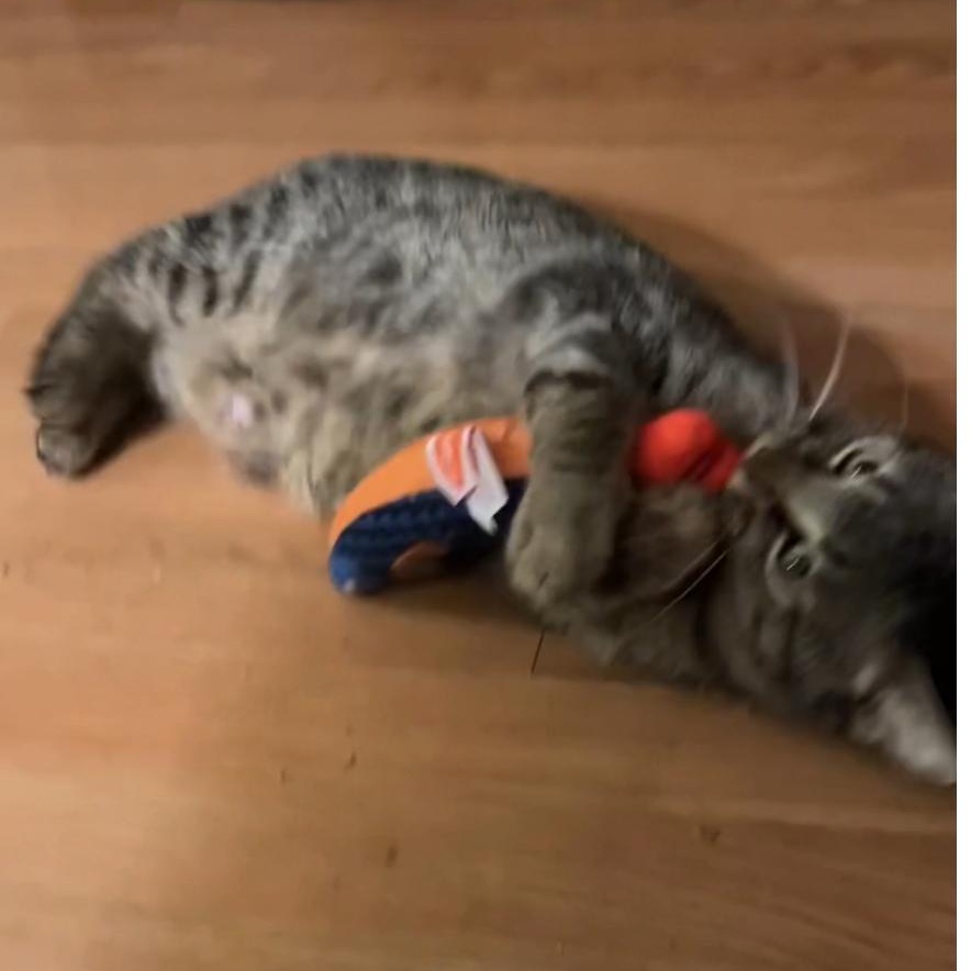 Luna-woon, a Adoptable mixed breed in North Kingstown, RI image 3/6