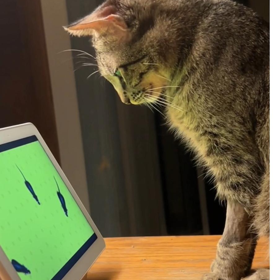 Luna-woon, a Adoptable mixed breed in North Kingstown, RI image 4/6