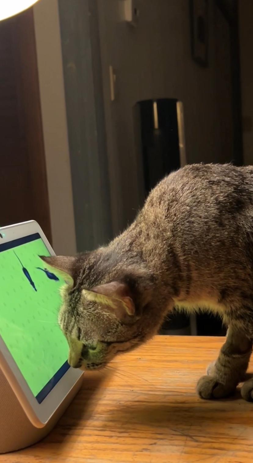 Luna-woon, a Adoptable mixed breed in North Kingstown, RI image 5/6