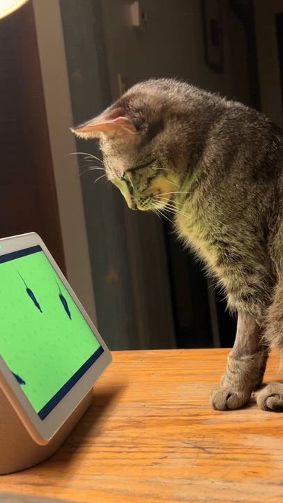 Enlarge Luna-woon, a Adoptable mixed breed in North Kingstown, RI video 6/6