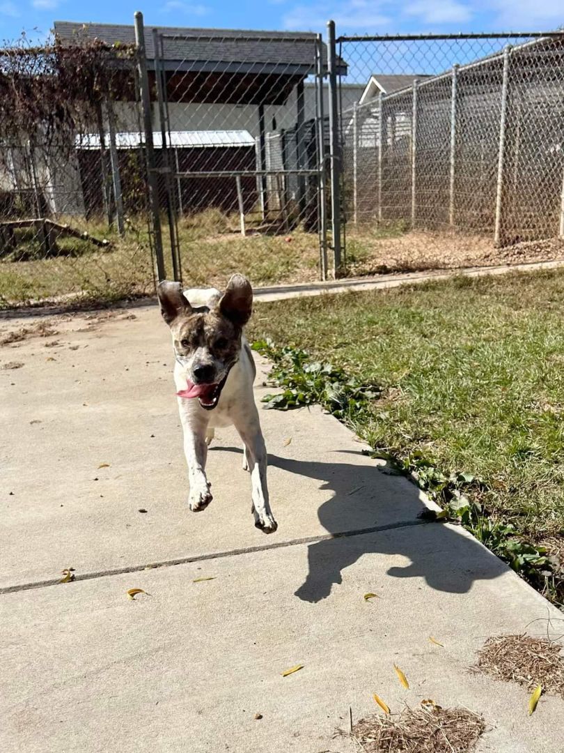 Enlarge Gus, a Adoptable mixed breed in Centerville, GA image 8/12