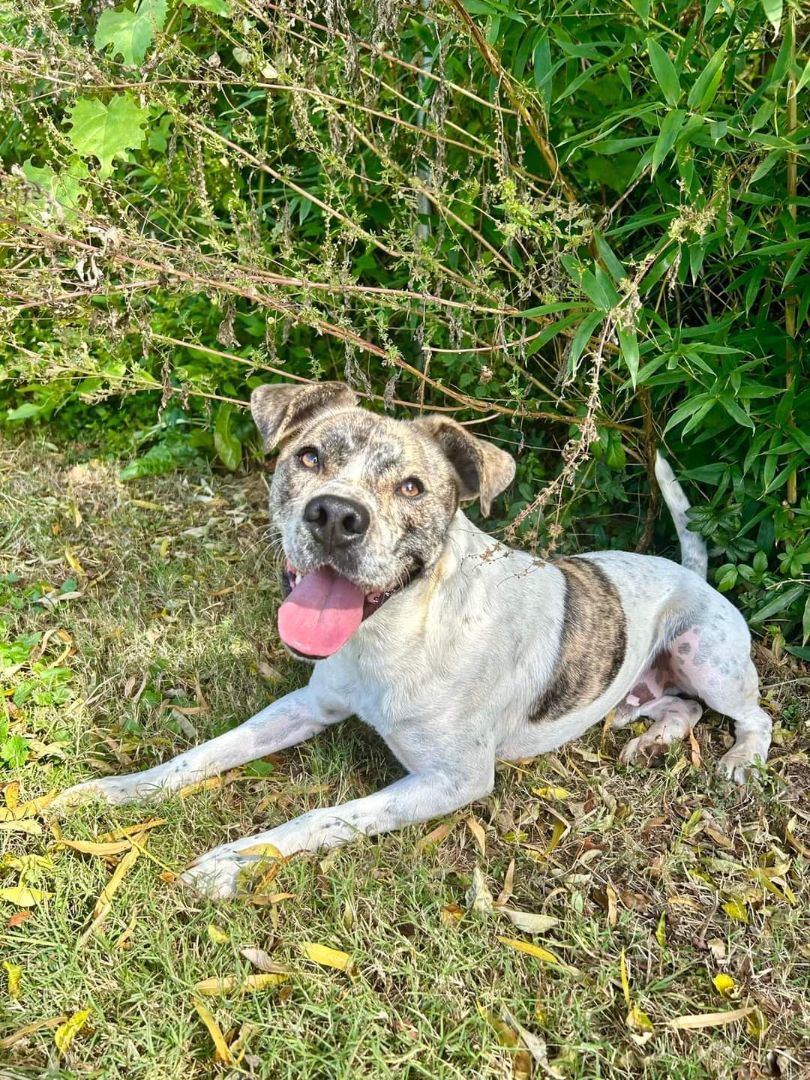 Gus, a Adoptable mixed breed in Centerville, GA image 1/12