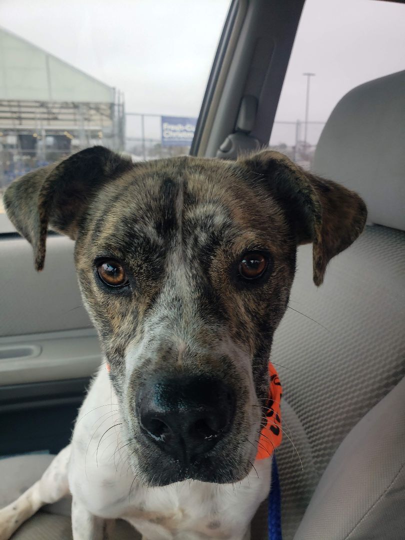 Enlarge Gus, a Adoptable mixed breed in Centerville, GA image 9/12