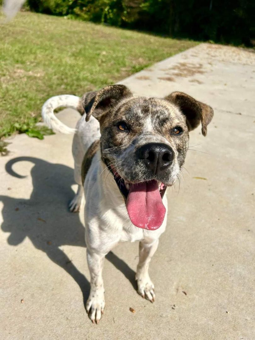 Enlarge Gus, a Adoptable mixed breed in Centerville, GA image 10/12