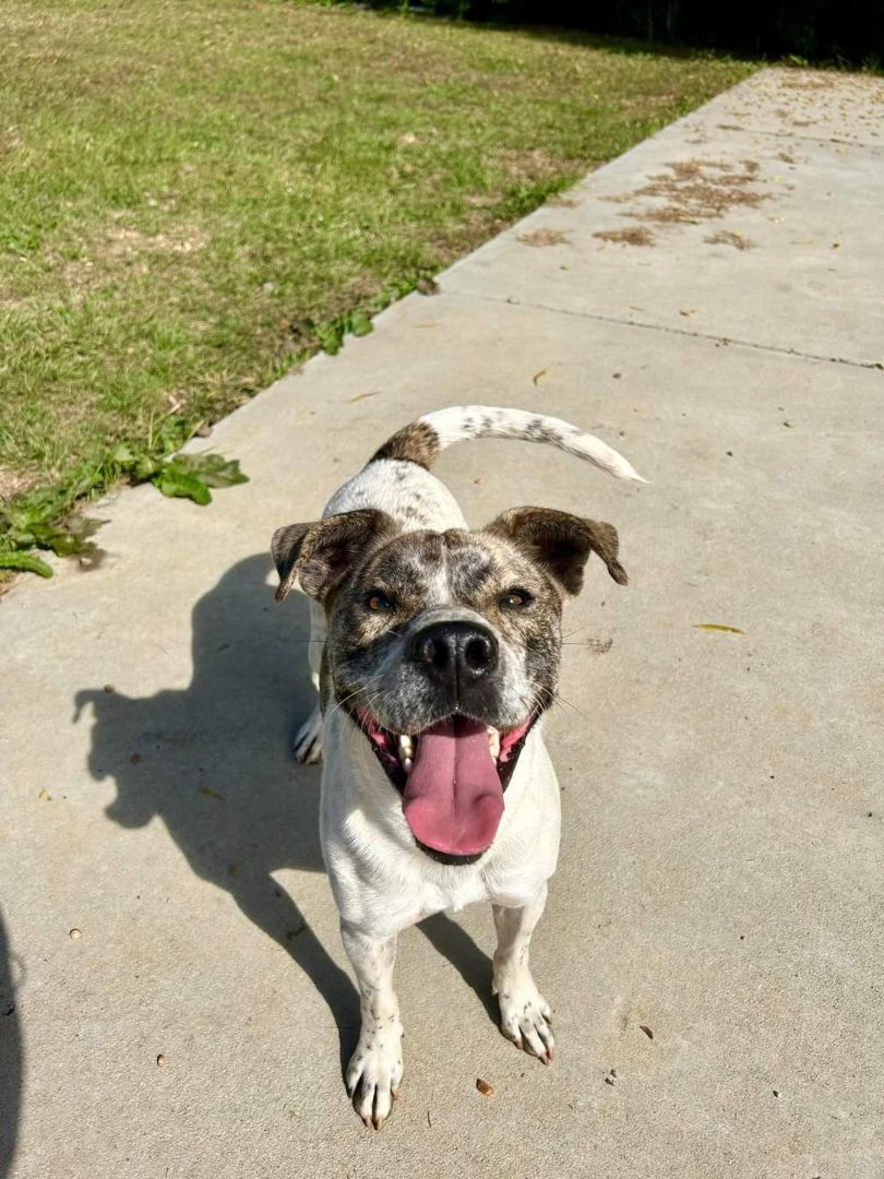 Enlarge Gus, a Adoptable mixed breed in Centerville, GA image 11/12
