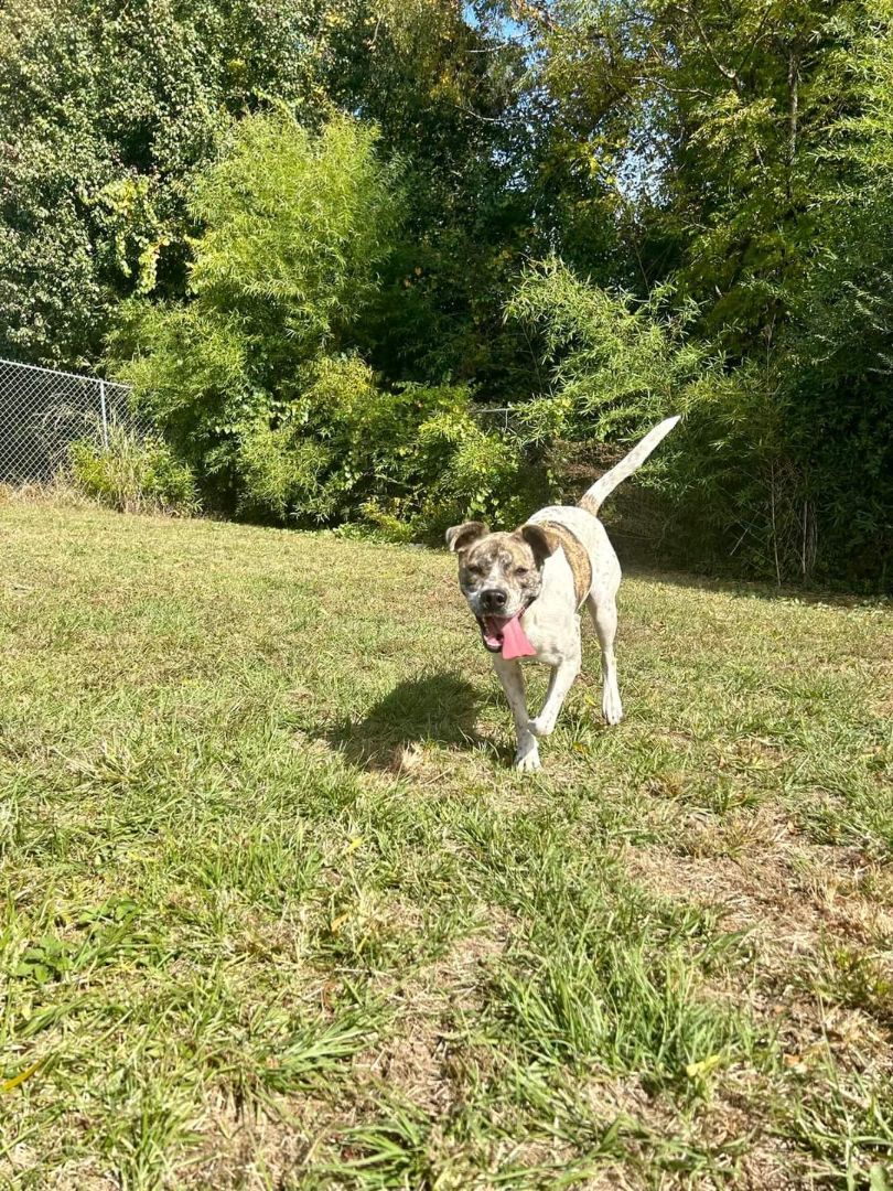 Enlarge Gus, a Adoptable mixed breed in Centerville, GA image 12/12