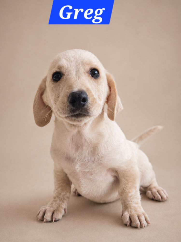 Brady Bunch - Greg, Adoptable, Puppy Male Dachshund & Cattle Dog.