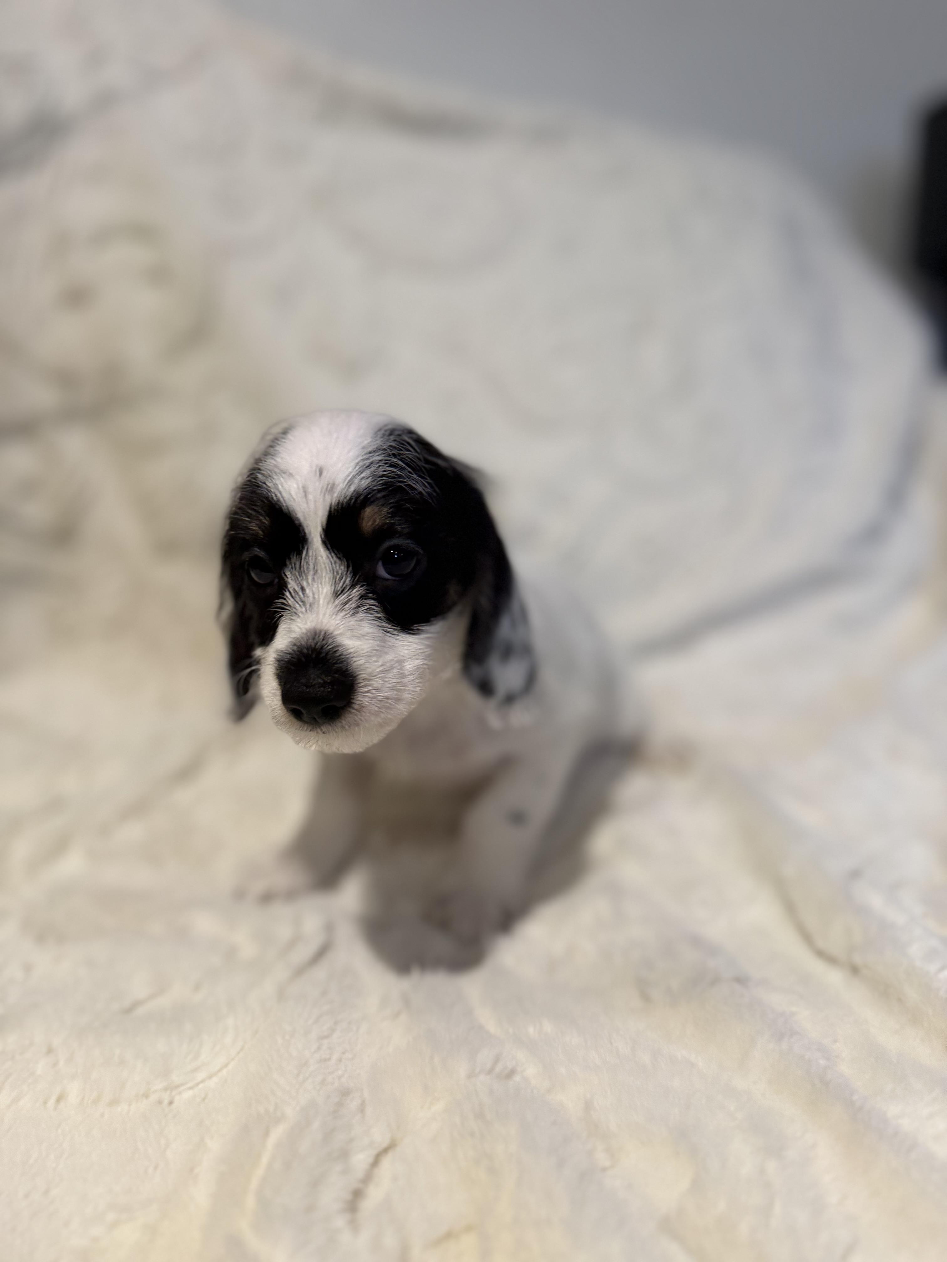 Enlarge Melanie, a ADOPTABLE mixed breed in Hales corners, WI image 2/4