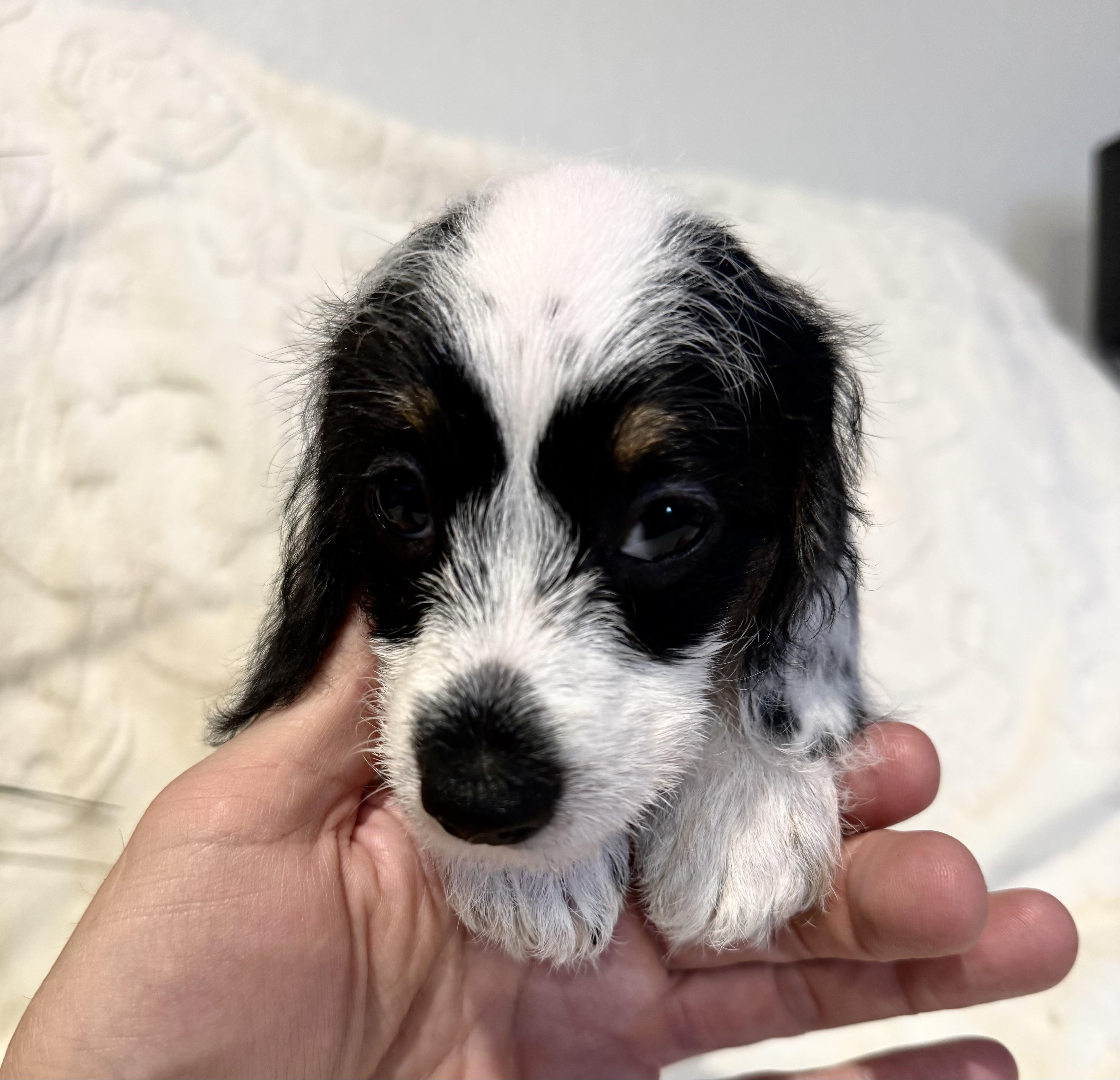 Enlarge Melanie, a ADOPTABLE mixed breed in Hales corners, WI image 1/4