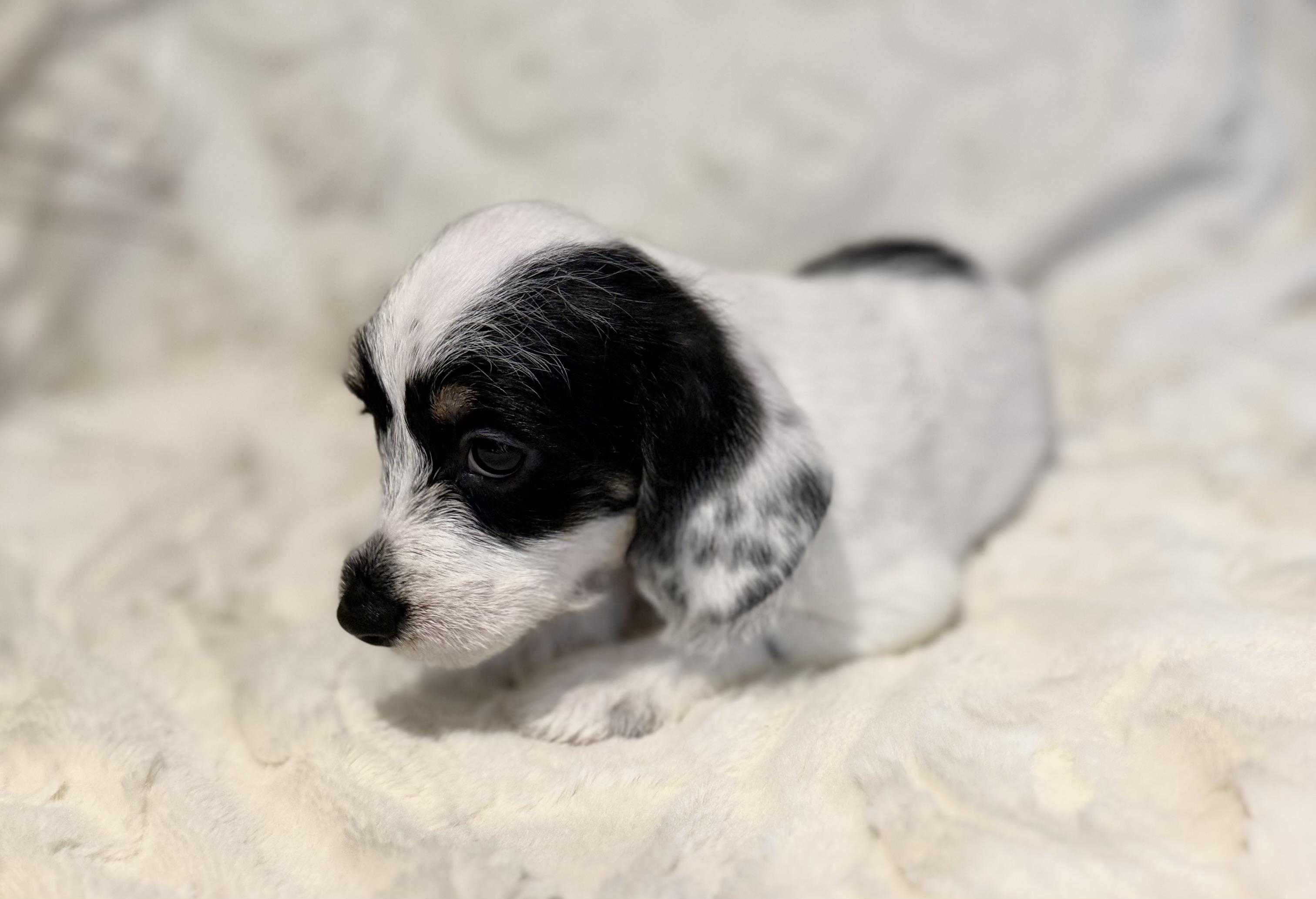 Enlarge Melanie, a ADOPTABLE mixed breed in Hales corners, WI image 3/4