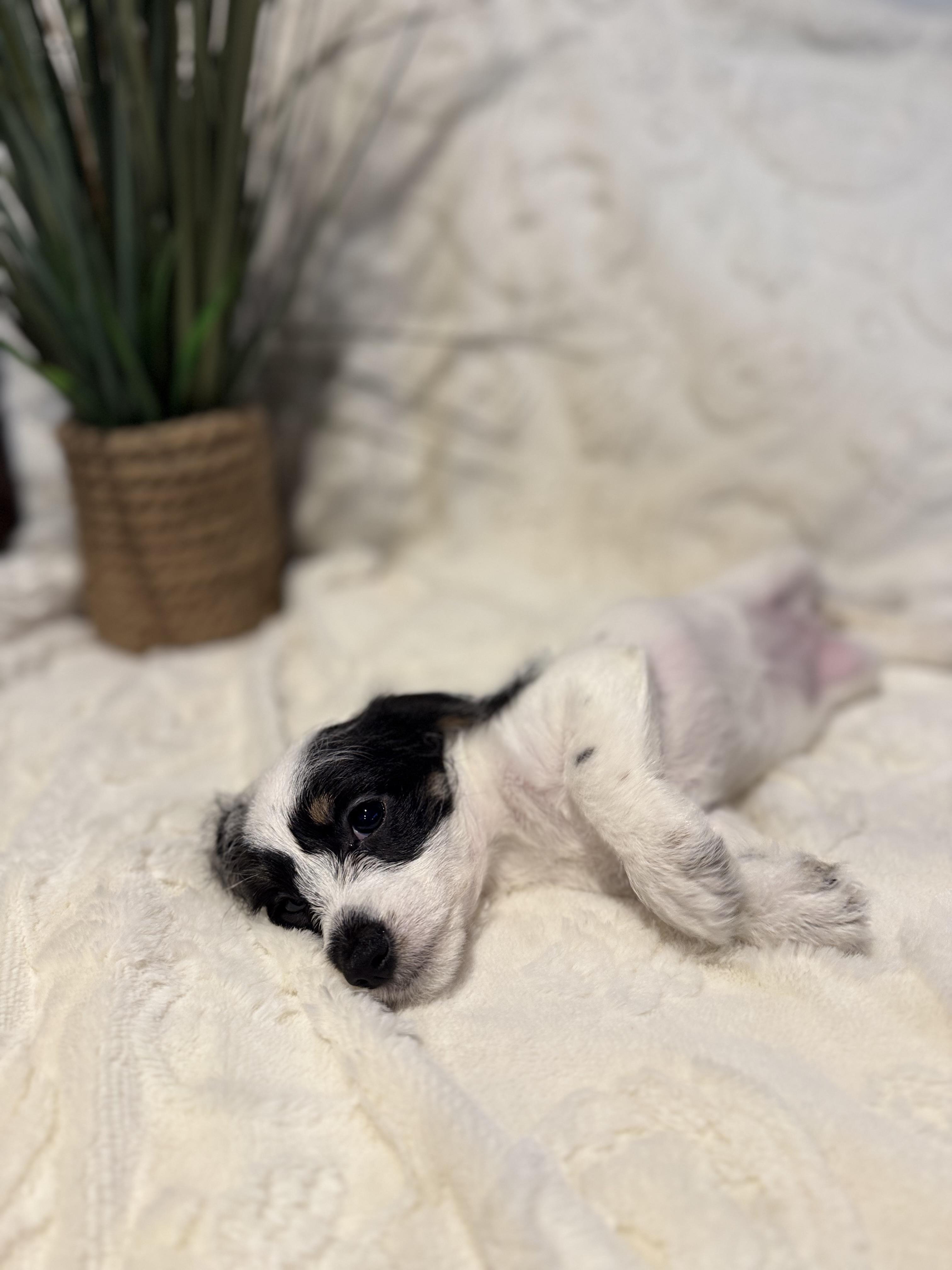 Enlarge Melanie, a ADOPTABLE mixed breed in Hales corners, WI image 4/4