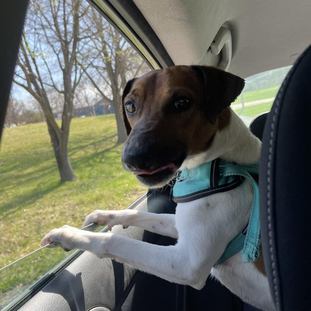 Benny, Adoptable, Young Male Jack Russell Terrier.