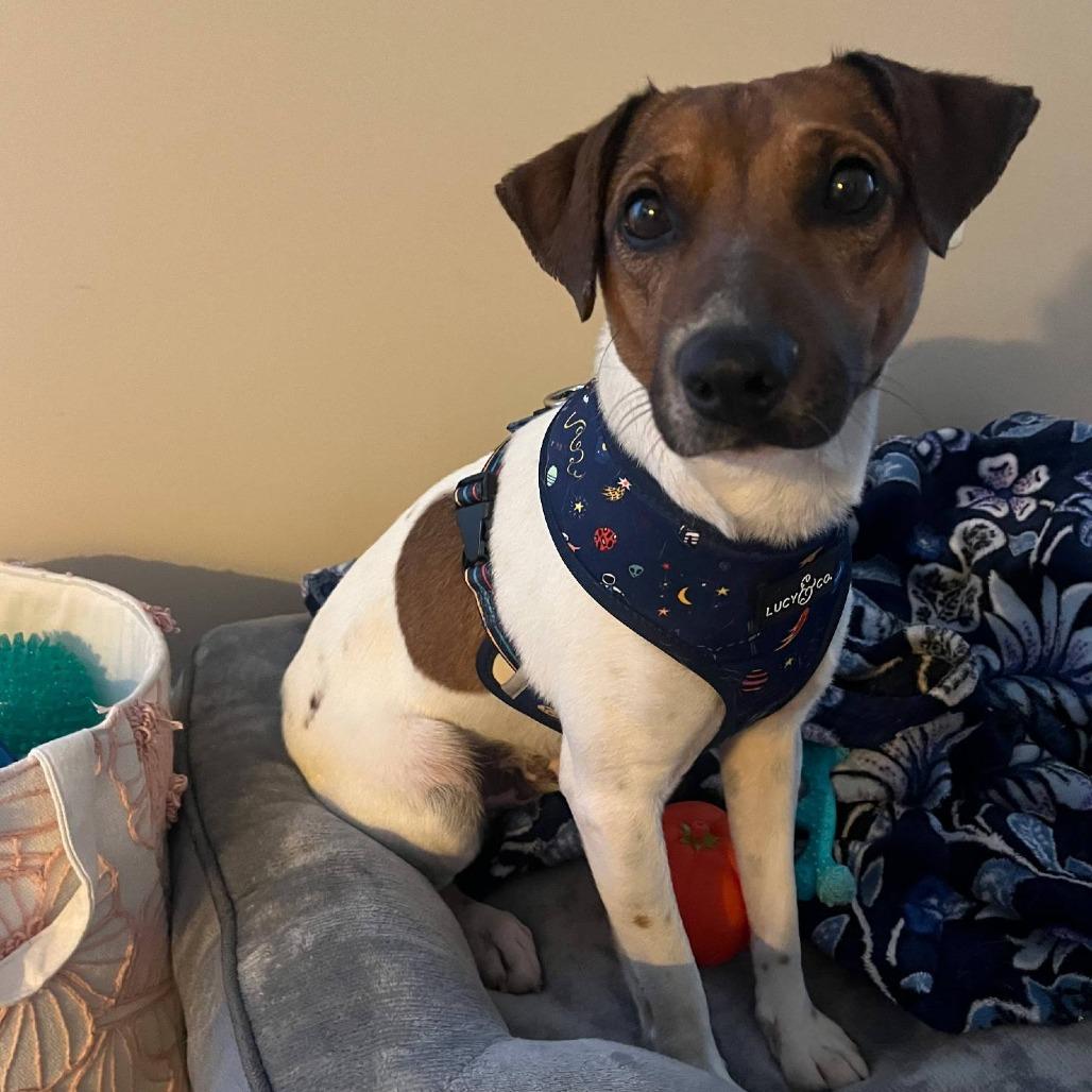 Benny, a Adoptable Jack Russell Terrier in Martinsburg, WV image 1/3