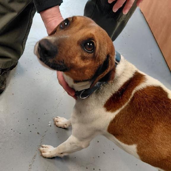 Benny, a Adoptable Jack Russell Terrier in Martinsburg, WV image 2/3