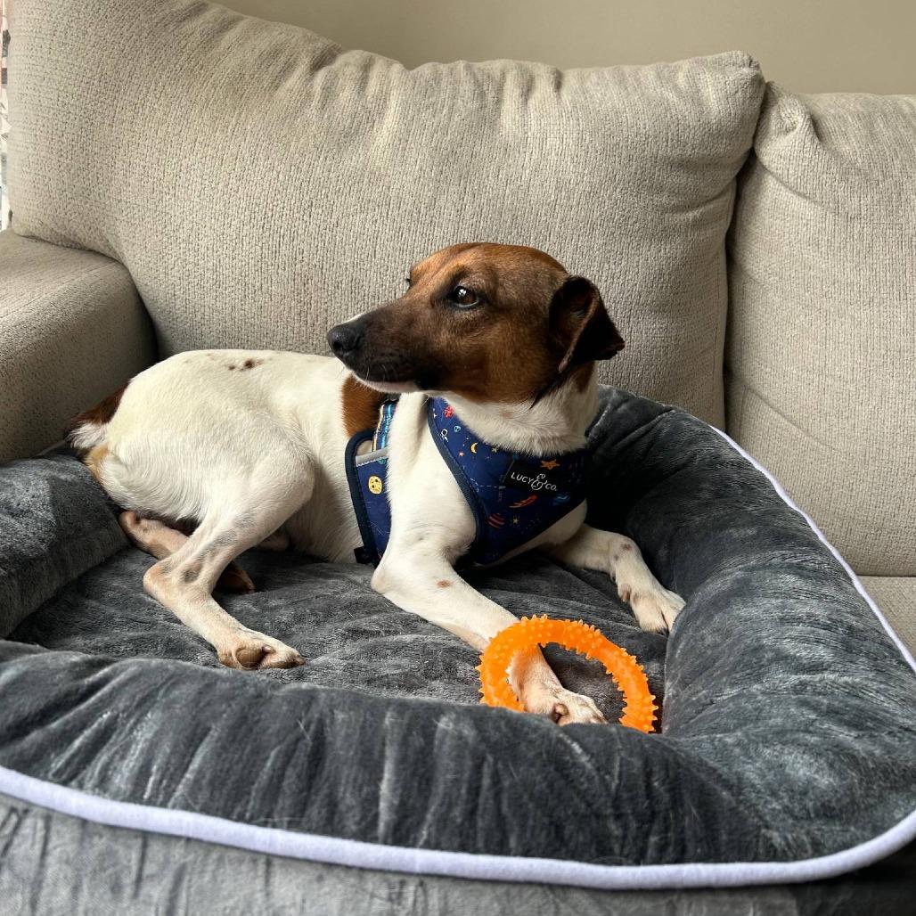 Benny, a Adoptable Jack Russell Terrier in Martinsburg, WV image 3/3