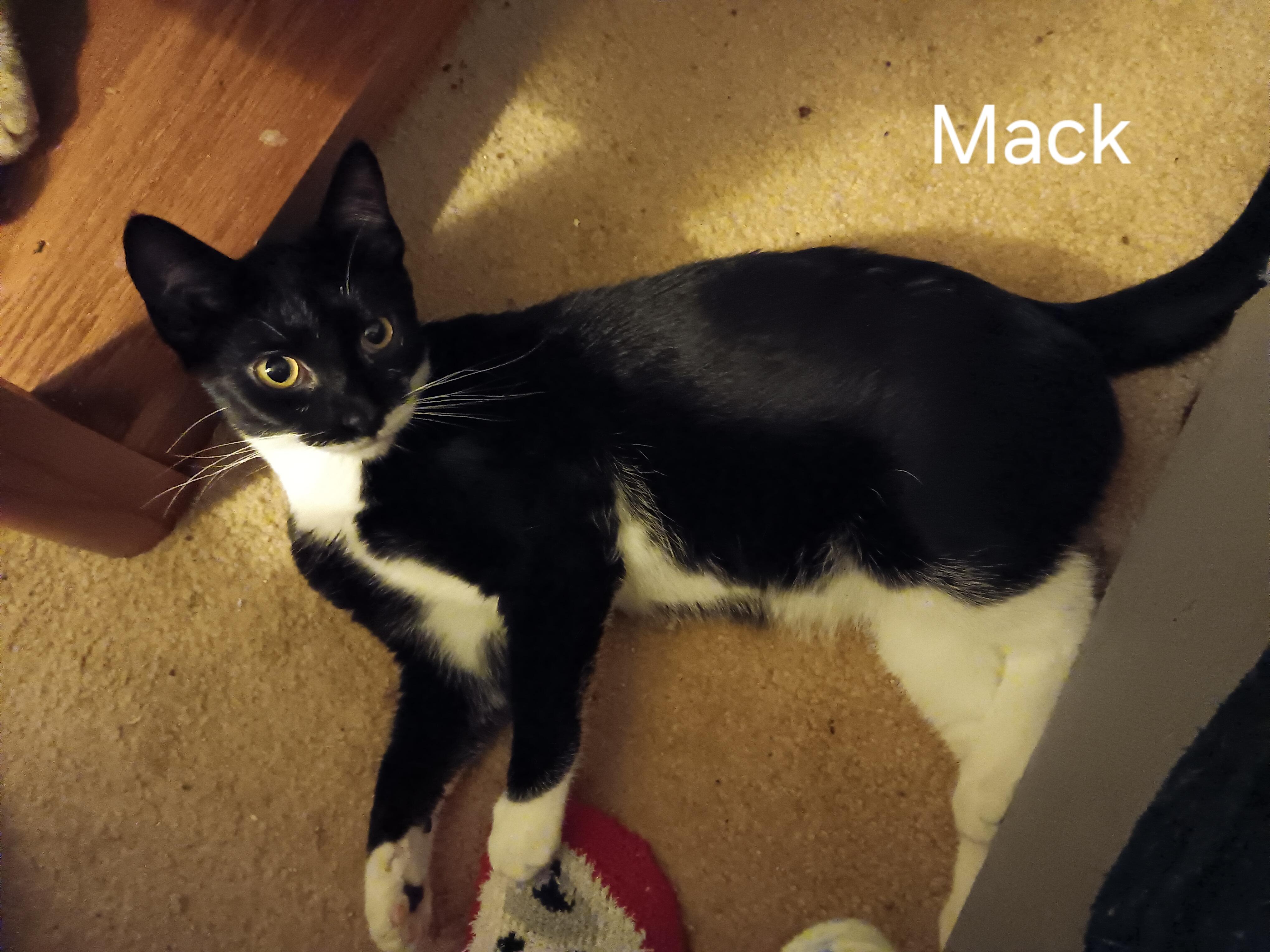 Mack