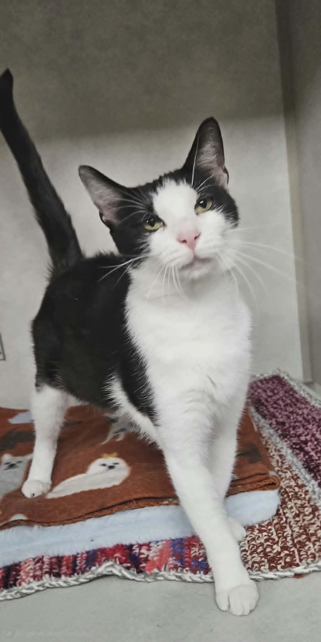 Enlarge Minnie, an adopted Domestic Short Hair in Wapakoneta, OH image 3/4