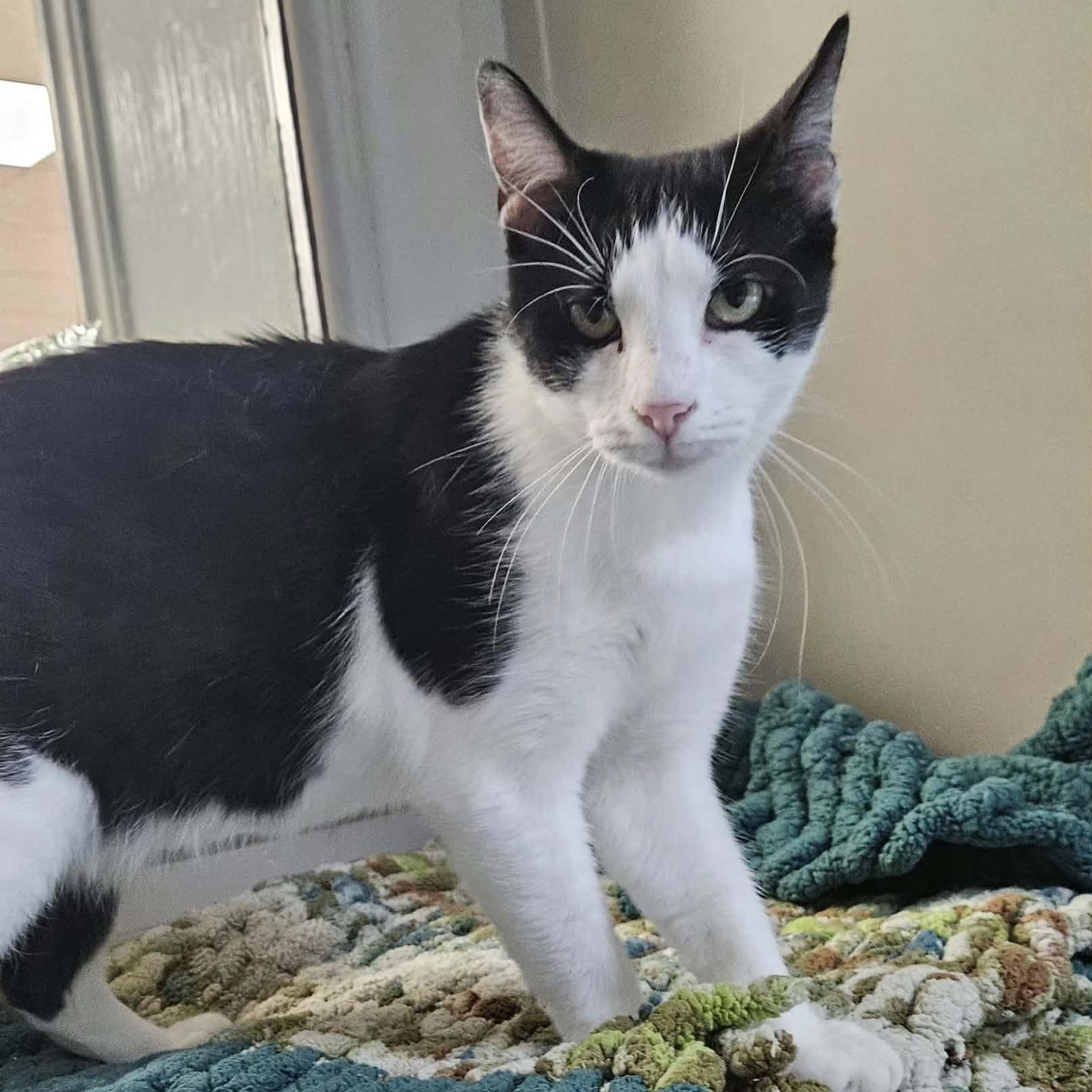 Enlarge Minnie, an adopted Domestic Short Hair in Wapakoneta, OH image 1/4