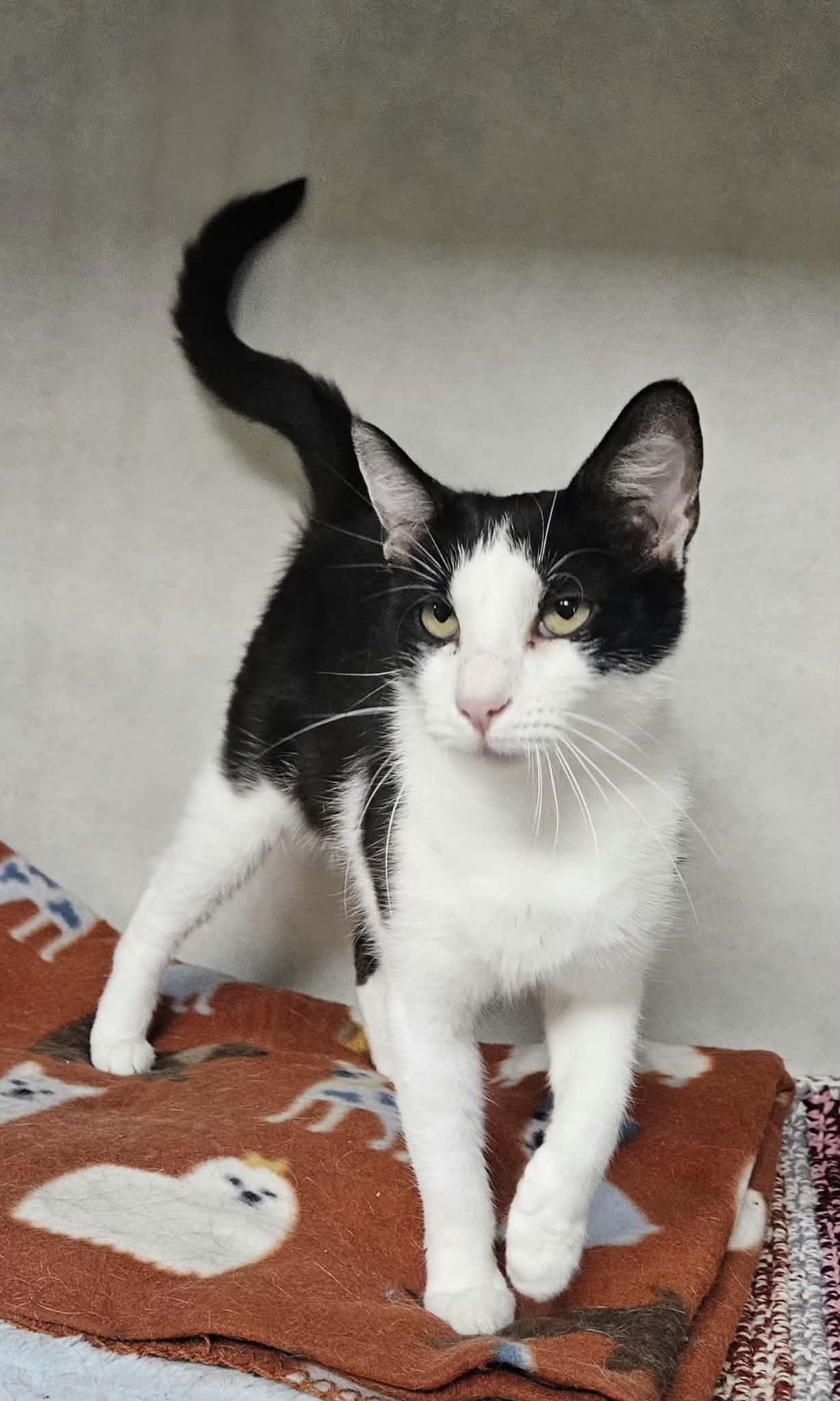 Enlarge Minnie, an adopted Domestic Short Hair in Wapakoneta, OH image 2/4