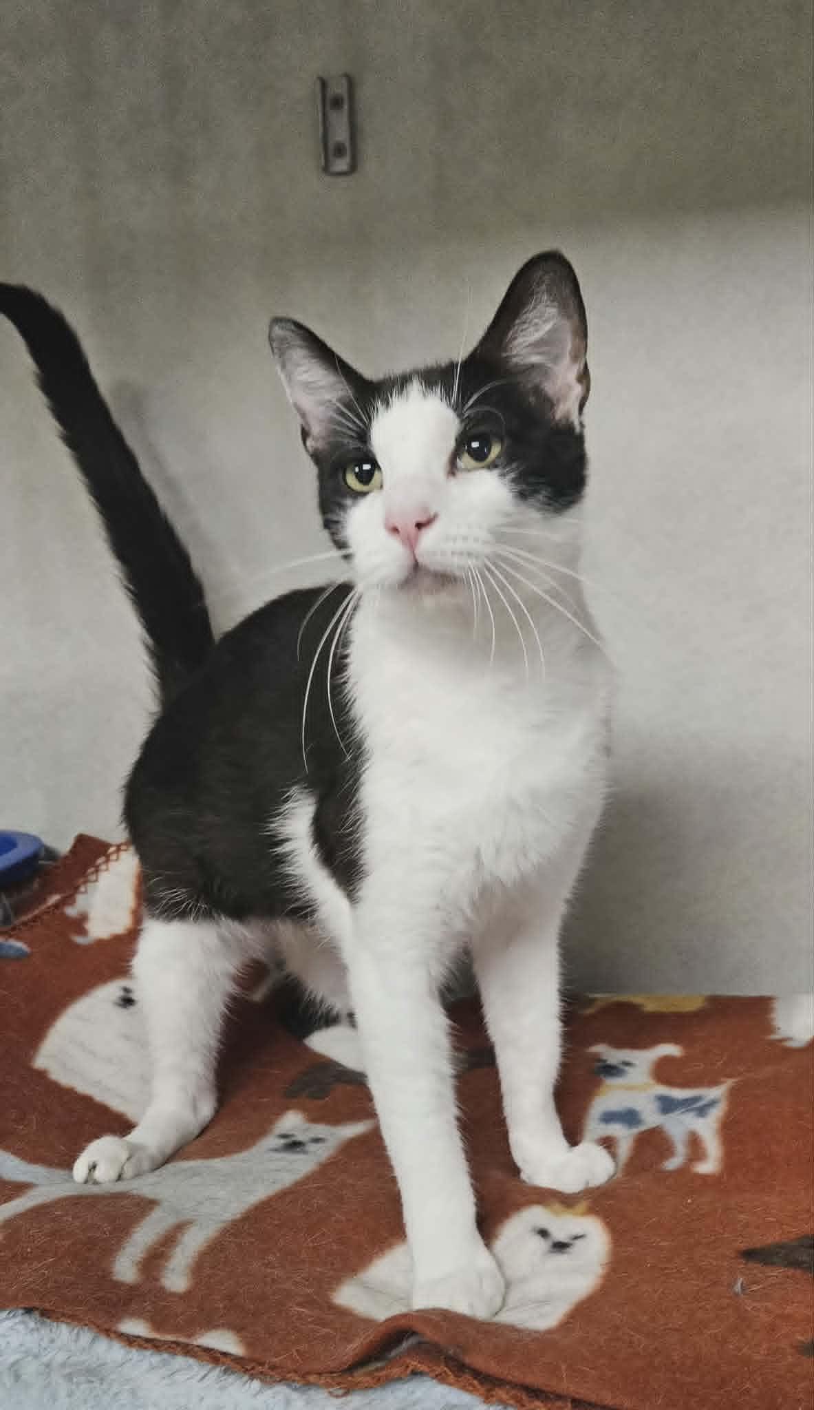 Enlarge Minnie, an adopted Domestic Short Hair in Wapakoneta, OH image 4/4