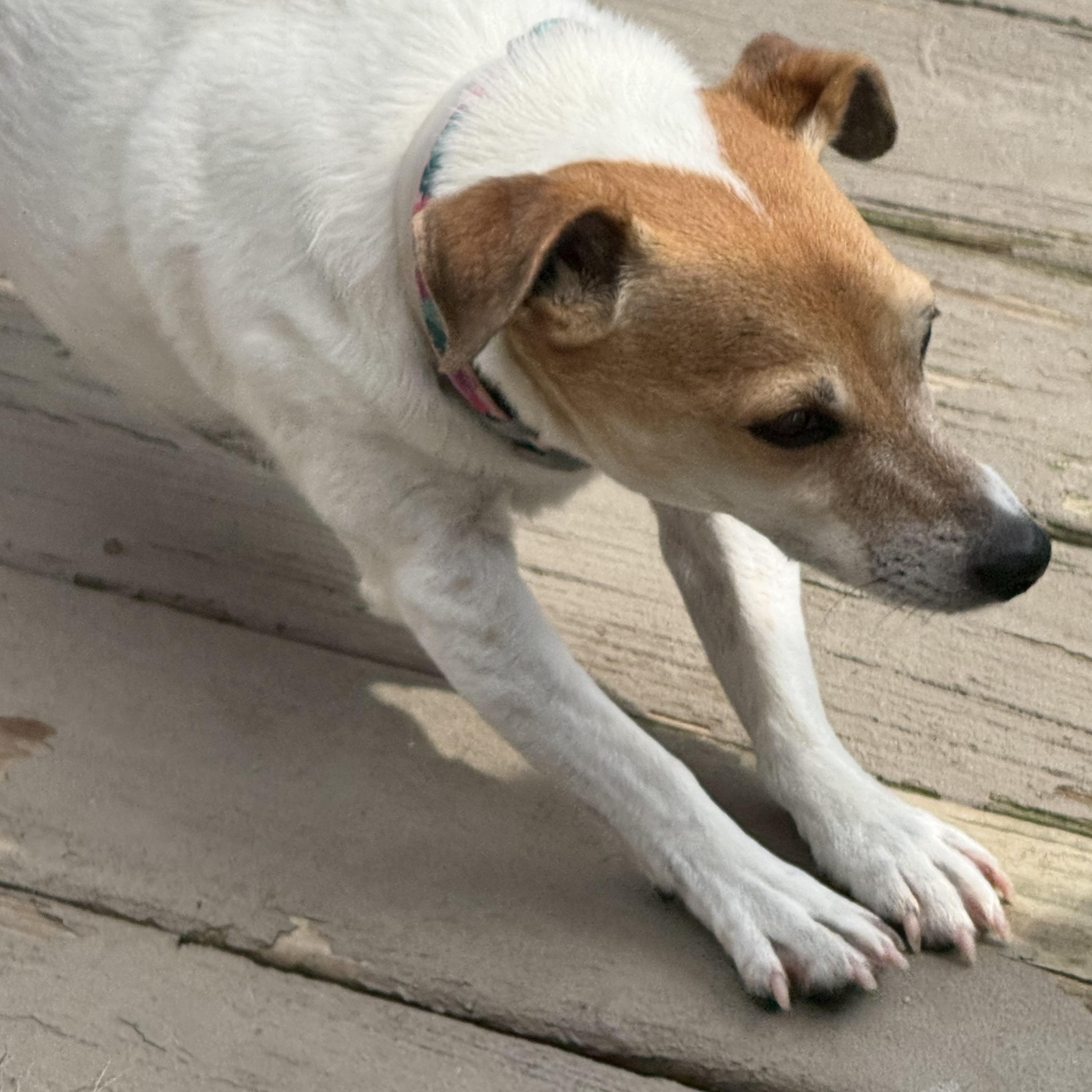 Sadie, a ADOPTABLE Jack Russell Terrier in Queenstown, MD image 2/3