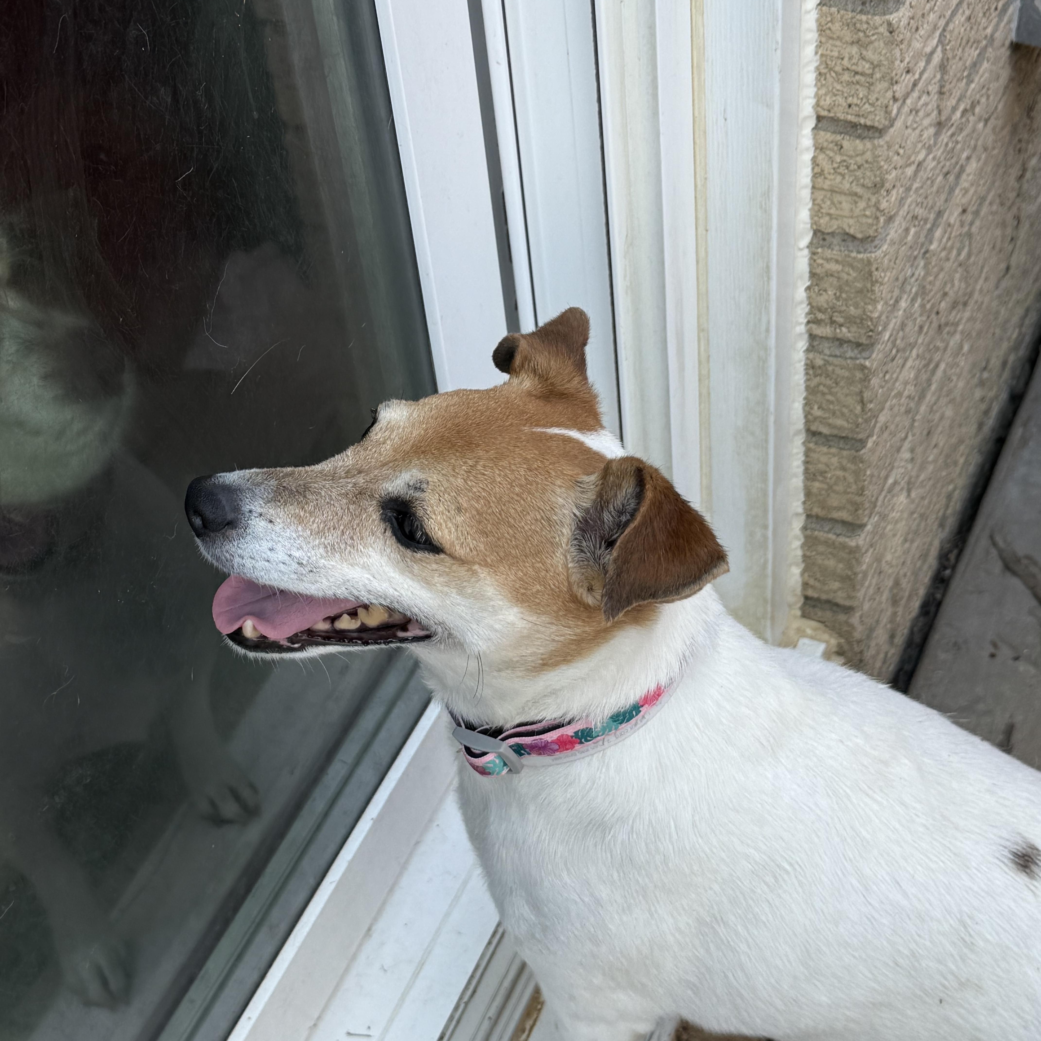 Sadie, a ADOPTABLE Jack Russell Terrier in Queenstown, MD image 3/3