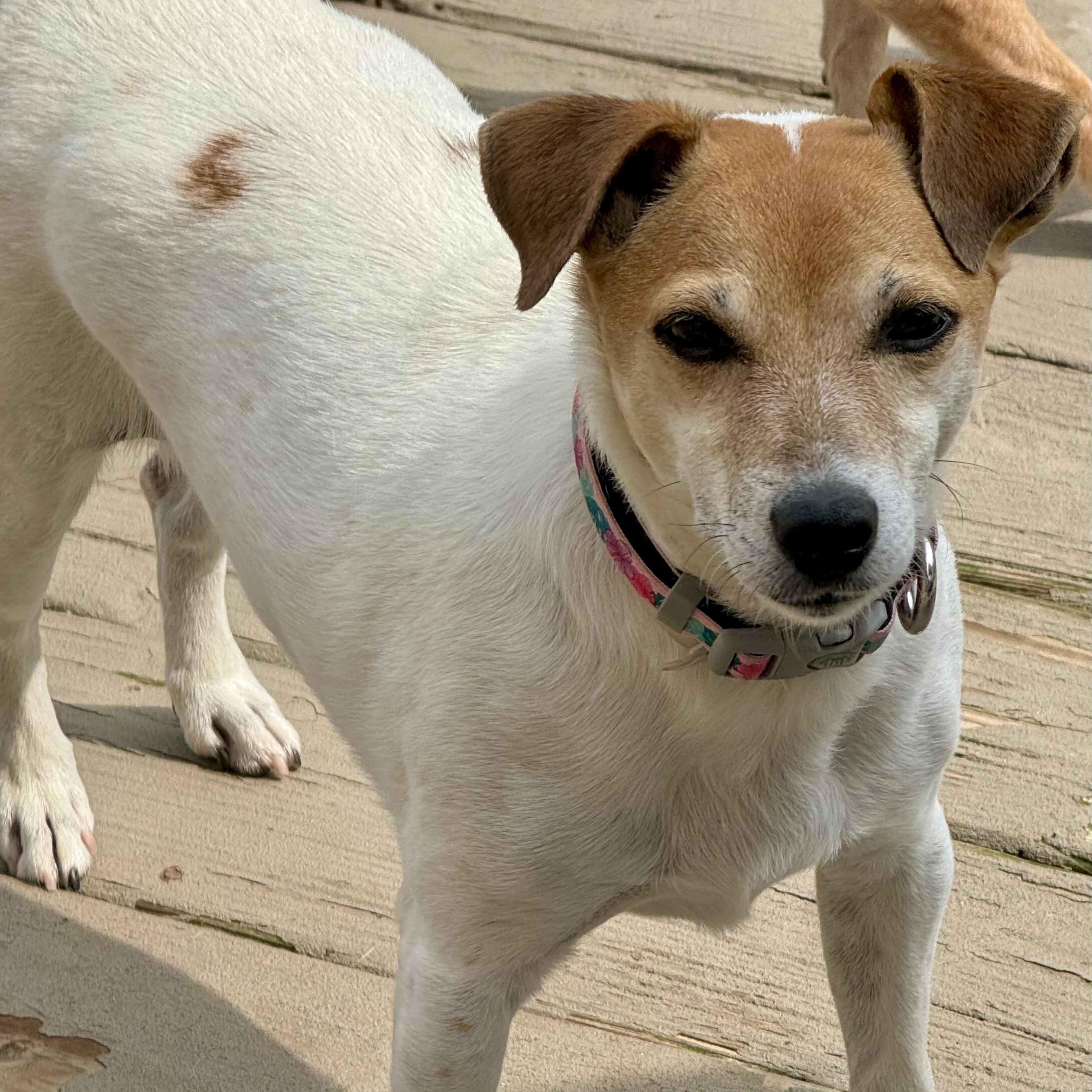 Sadie, ADOPTABLE, Senior Female Jack Russell Terrier.