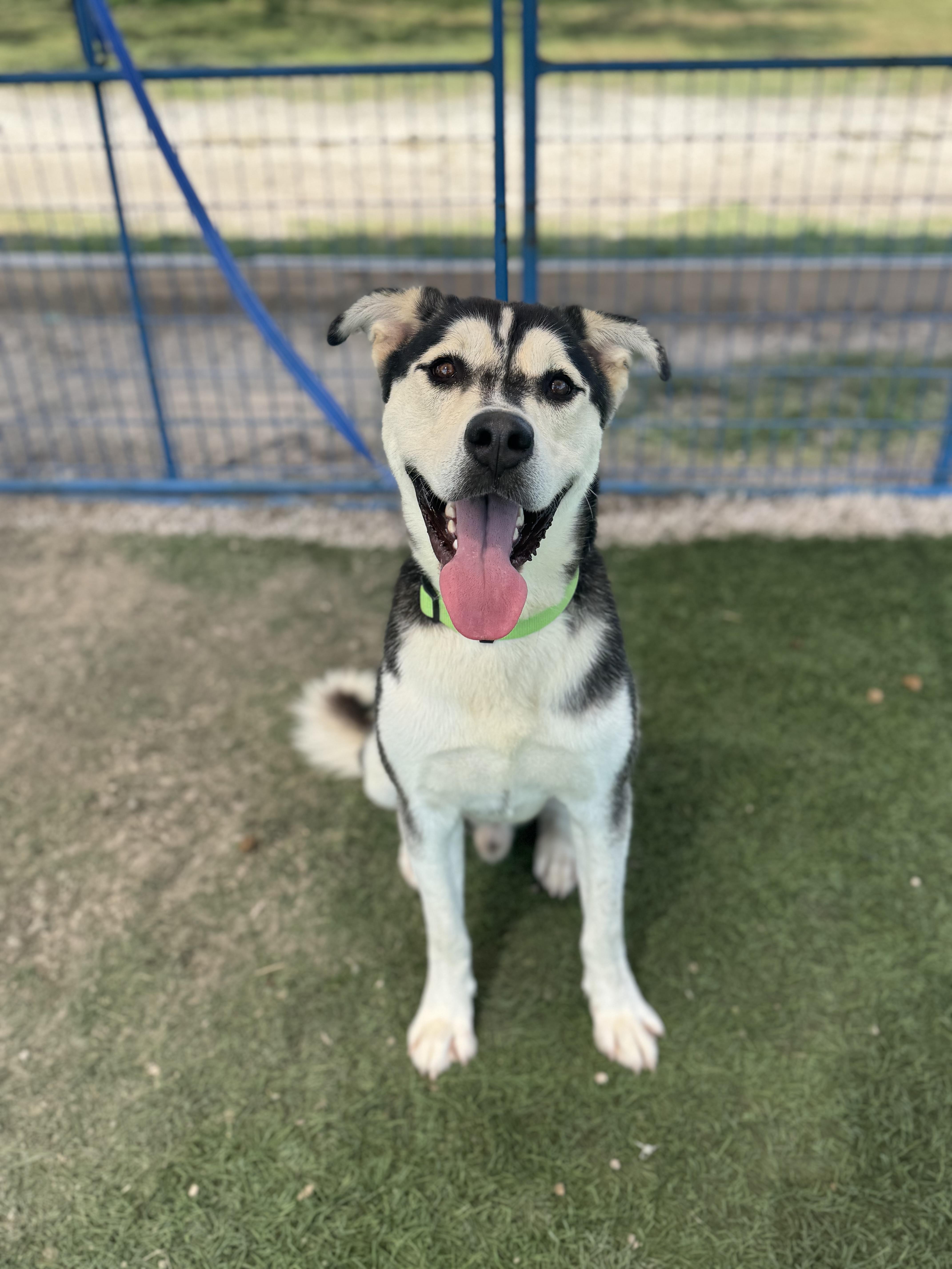 Pat Hull, a Adoptable mixed breed in Williston, VT image 2/5