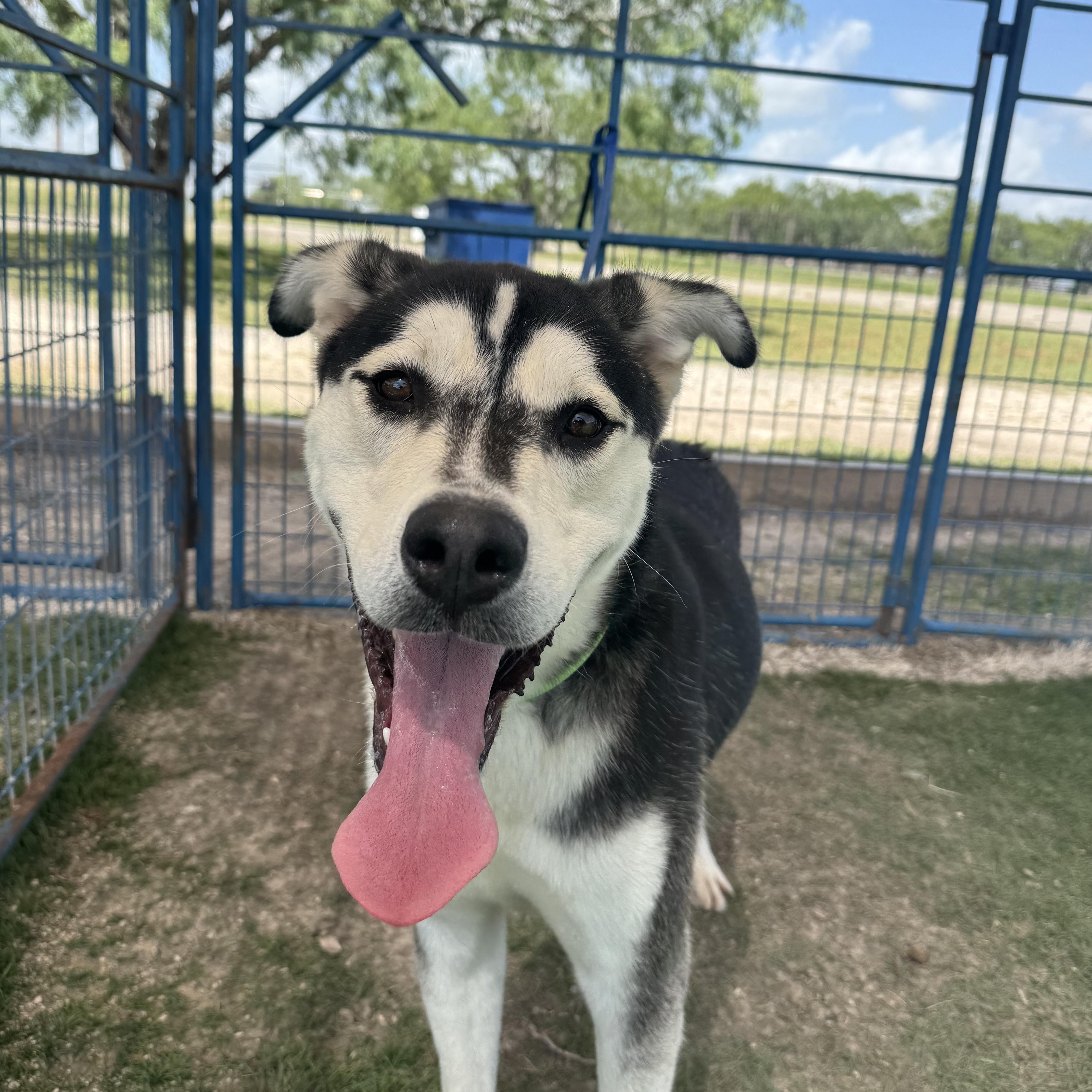 Pat Hull, a Adoptable mixed breed in Williston, VT image 3/5