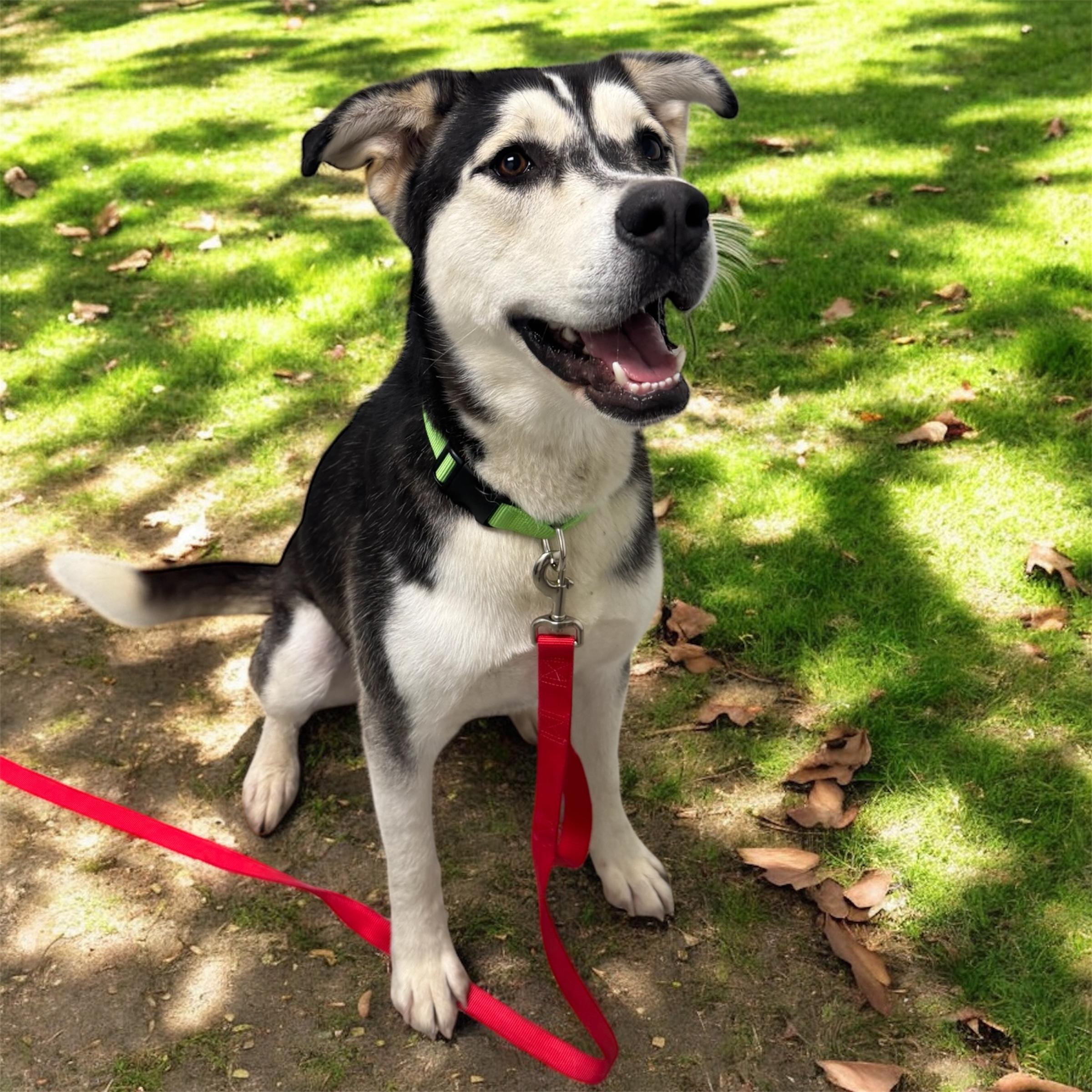 Pat Hull, a Adoptable mixed breed in Williston, VT image 4/5
