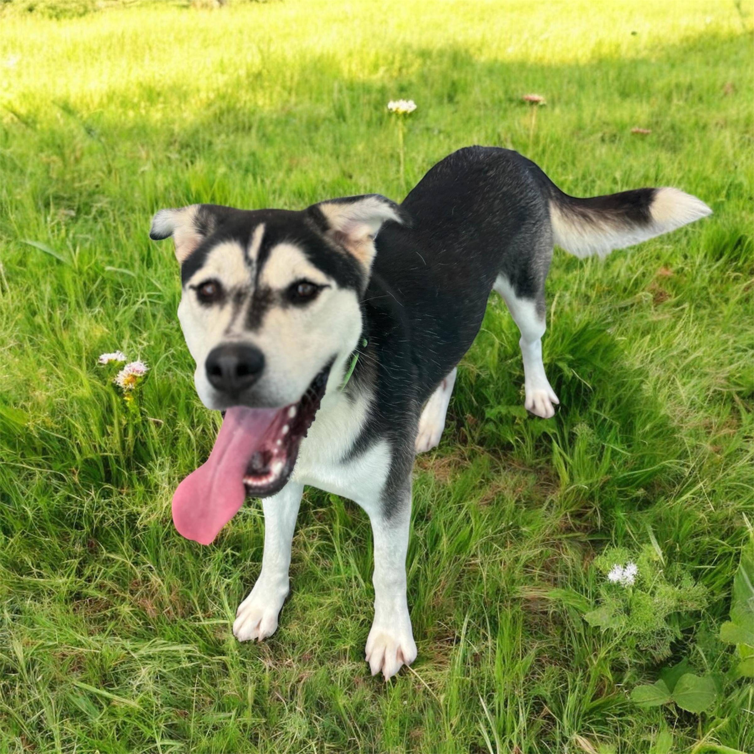 Pat Hull, a Adoptable mixed breed in Williston, VT image 5/5