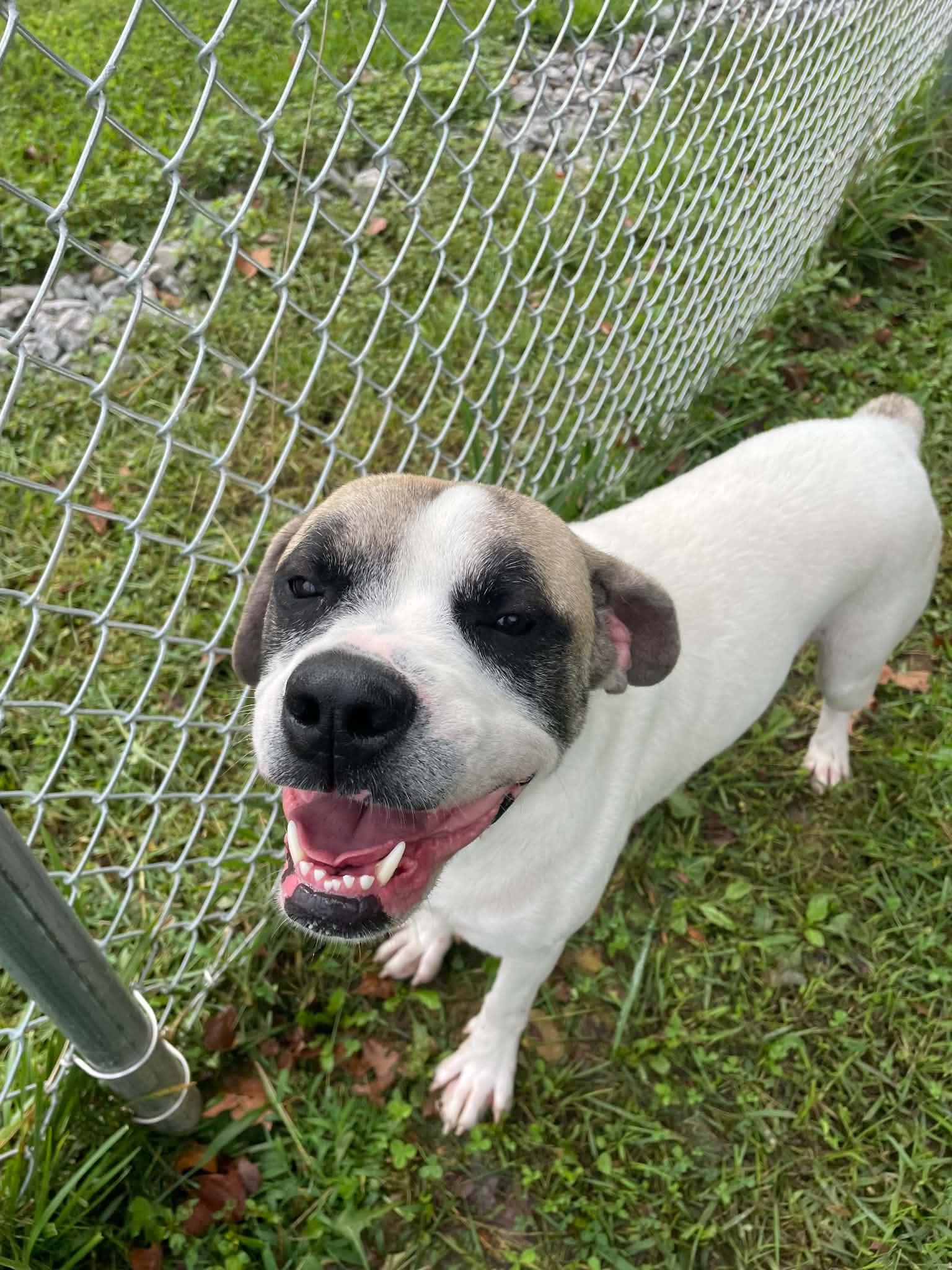 Cooper, a ADOPTABLE mixed breed in Sulphur, KY image 3/5