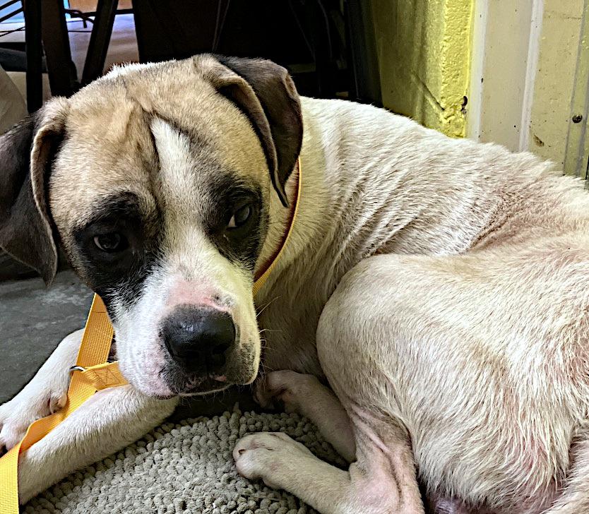 Cooper, a ADOPTABLE mixed breed in Sulphur, KY image 3/3