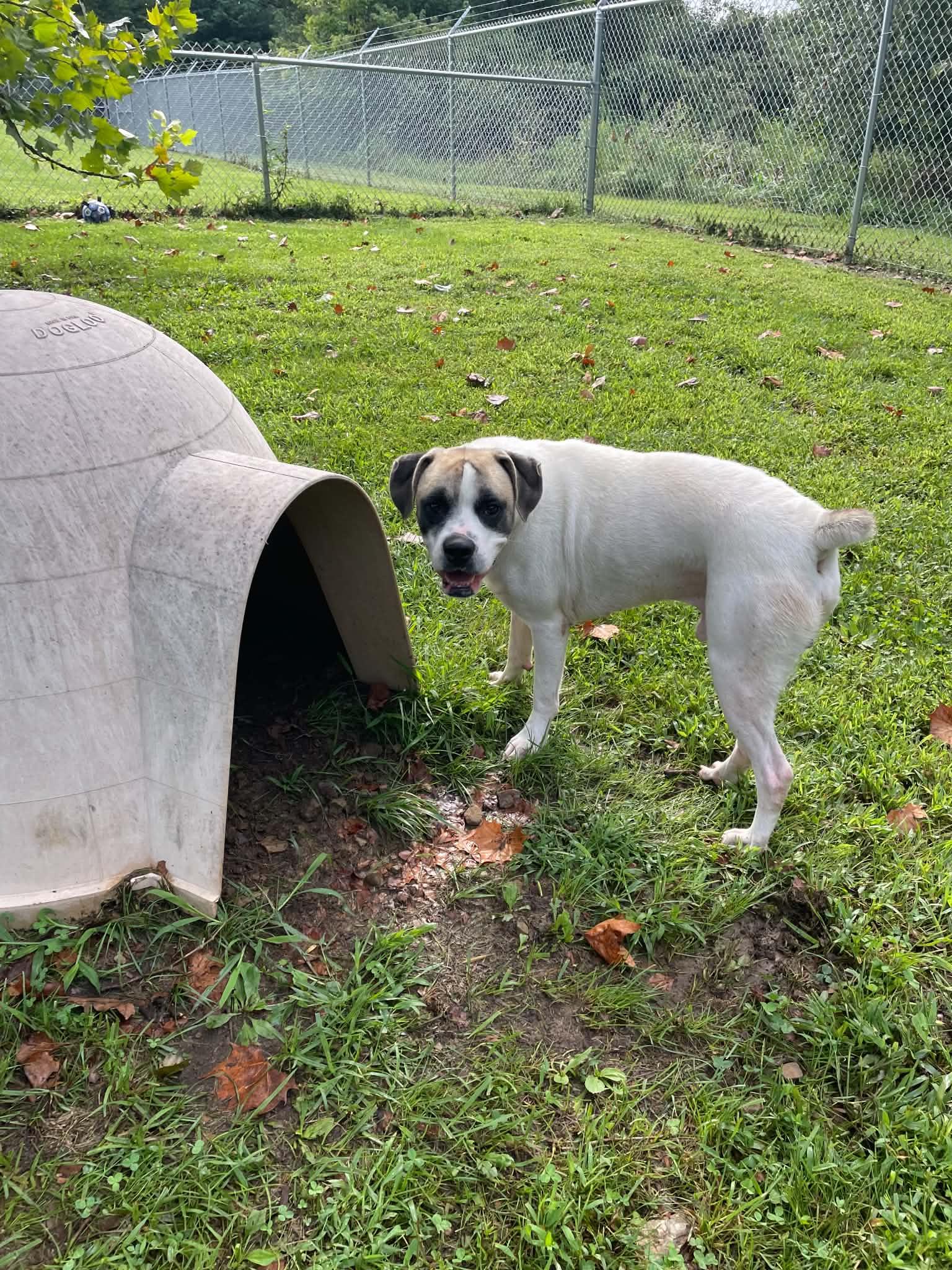 Cooper, a ADOPTABLE mixed breed in Sulphur, KY image 4/5