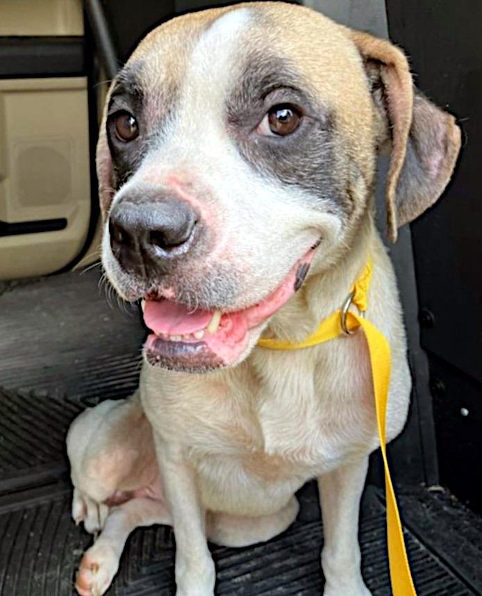 Cooper, a ADOPTABLE mixed breed in Sulphur, KY image 2/3