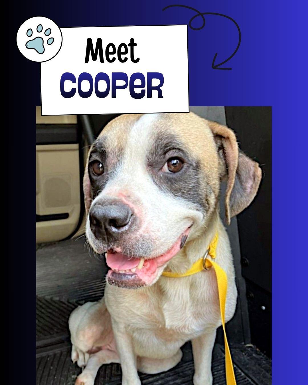 Cooper, ADOPTABLE, Adult Male Boxer.