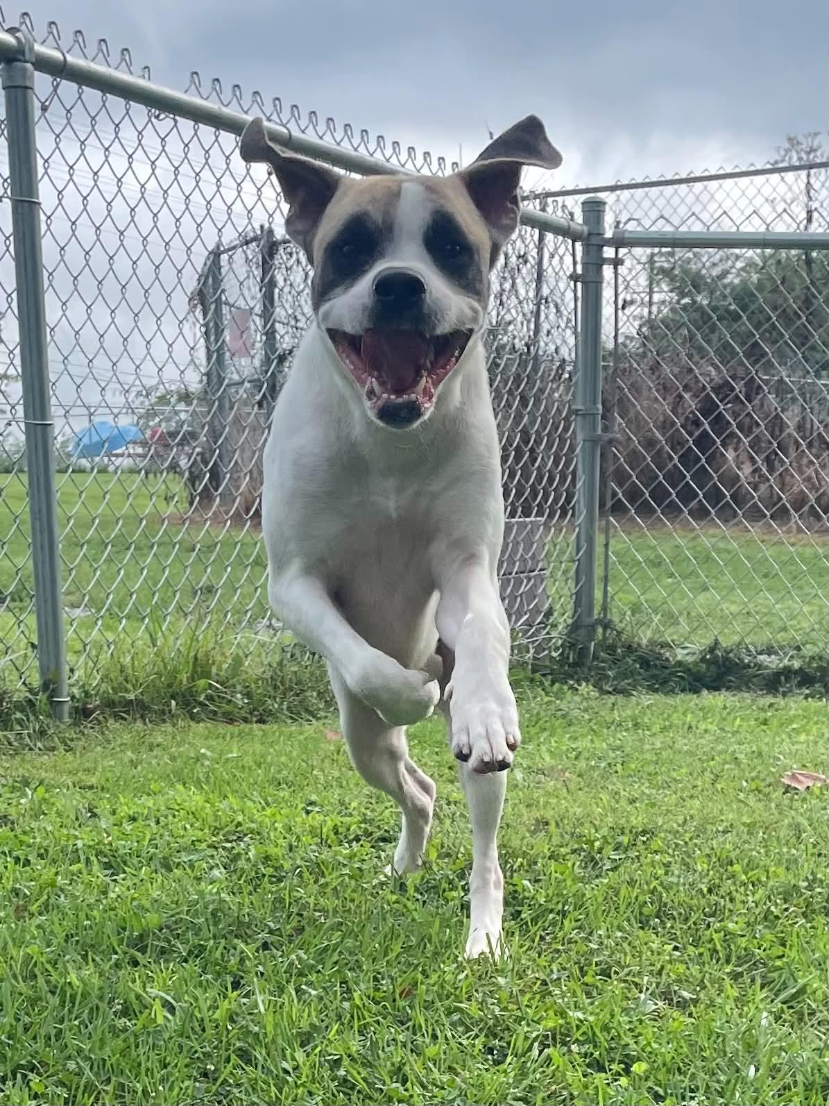Cooper, a ADOPTABLE mixed breed in Sulphur, KY image 2/5