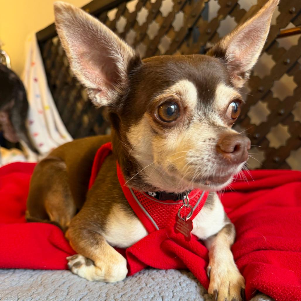 King Lear 14502, Adoptable, Senior Male Chihuahua.
