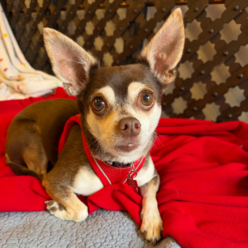 Enlarge King Lear 14502, a Adoptable Chihuahua in San Francisco, CA image 2/6