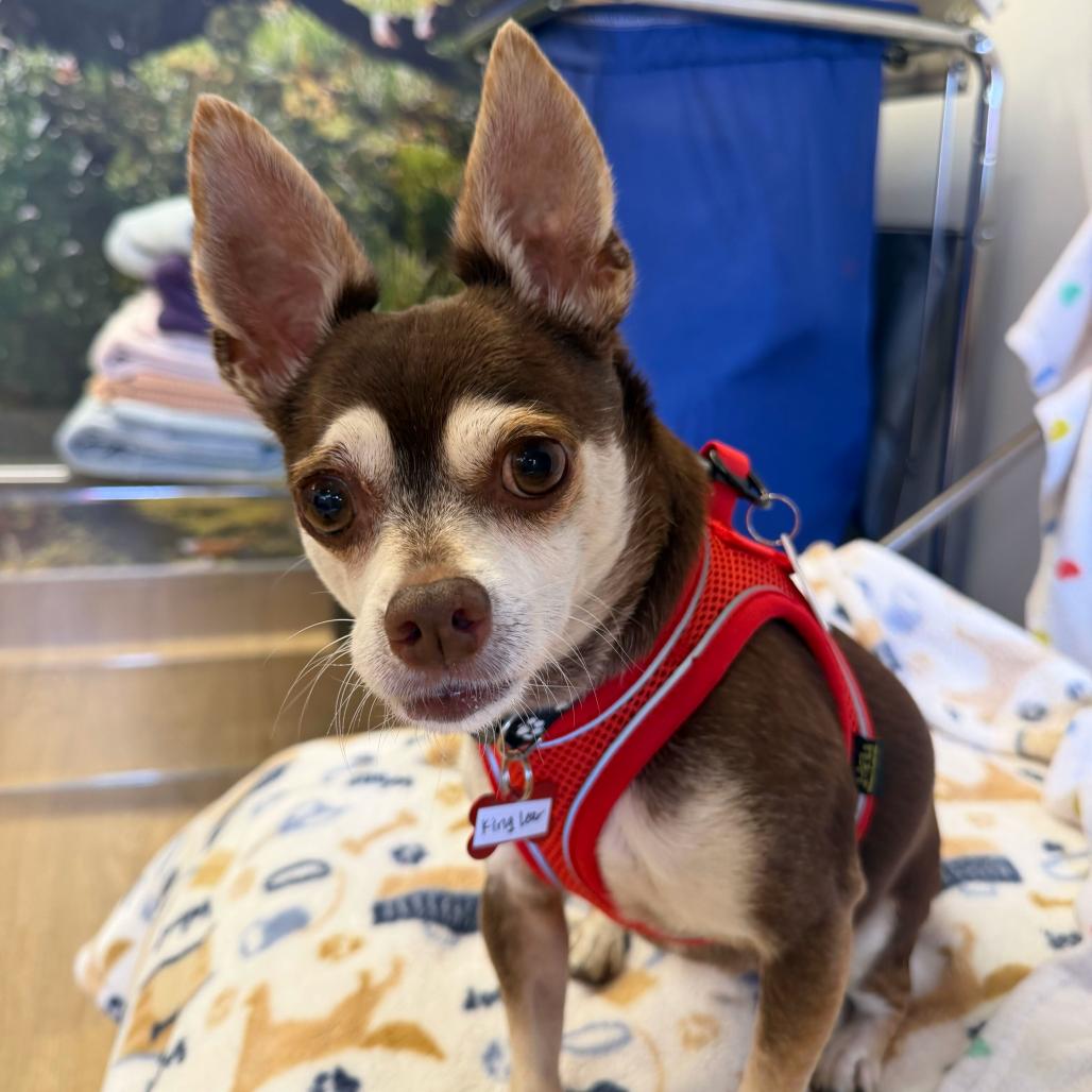 Enlarge King Lear 14502, a Adoptable Chihuahua in San Francisco, CA image 3/6