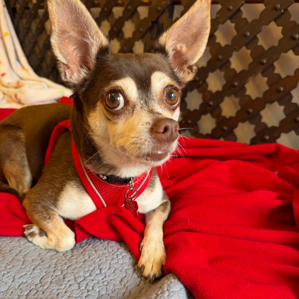Enlarge King Lear 14502, a Adoptable Chihuahua in San Francisco, CA image 4/6
