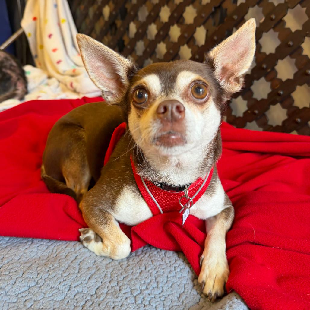 Enlarge King Lear 14502, a Adoptable Chihuahua in San Francisco, CA image 5/6