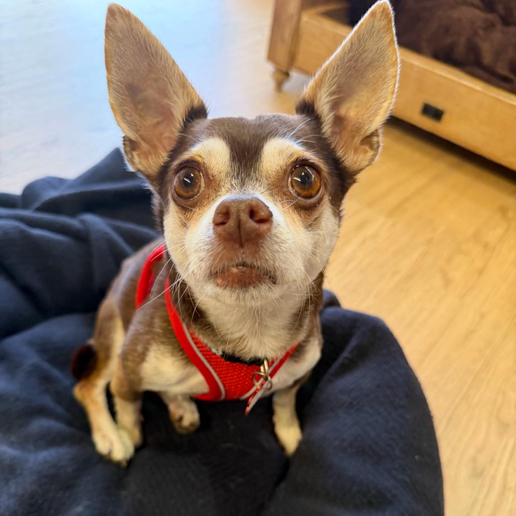 Enlarge King Lear 14502, a Adoptable Chihuahua in San Francisco, CA image 6/6