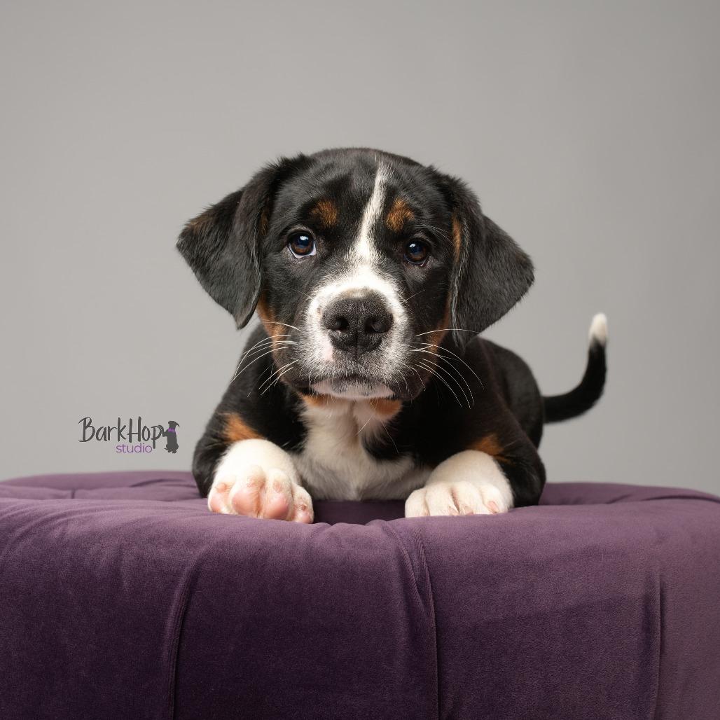 Bear, adopted, Puppy Female English Bulldog & Beagle.