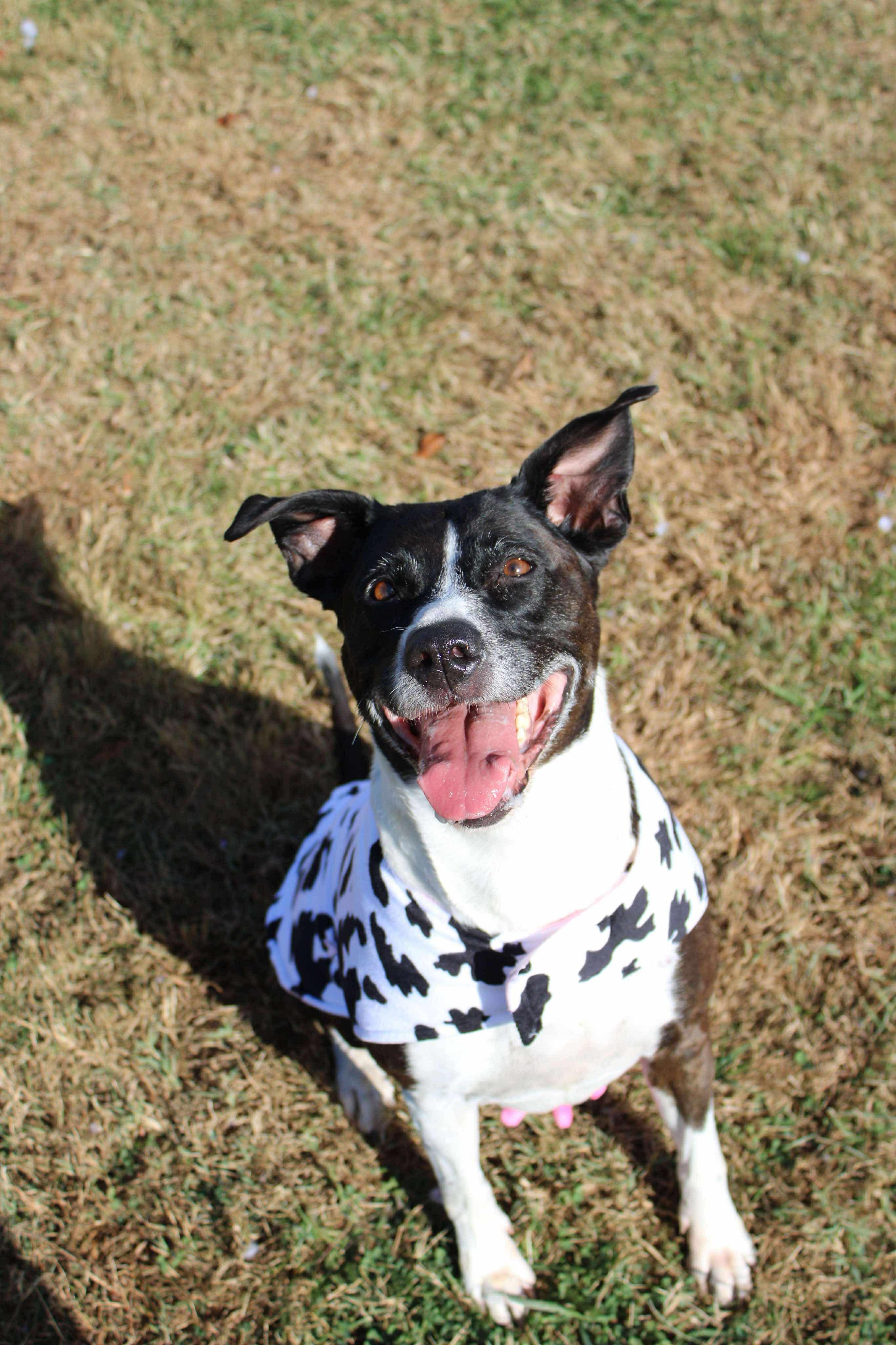 June, a Adoptable mixed breed in Culpeper, VA image 3/6